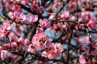 Close-up of cherry blossoms in spring