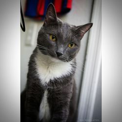 Close-up portrait of cat