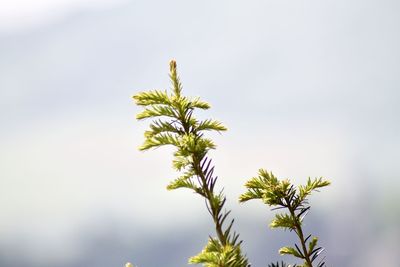 Low angle view of plant against clear sky