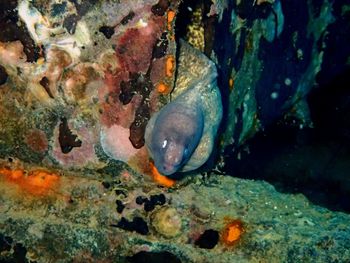 Close-up of fish swimming in sea