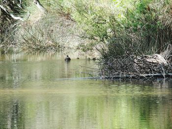 Ducks swimming on lake