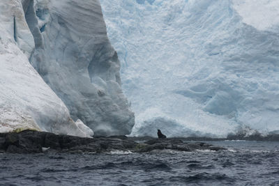 A fur seal sitting on a cliff under a glacier on brabant island in antarctica.