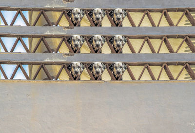 Digital composite image of puppy seen through fence