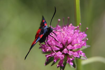 Close-up of butterfly pollinating on pink flower