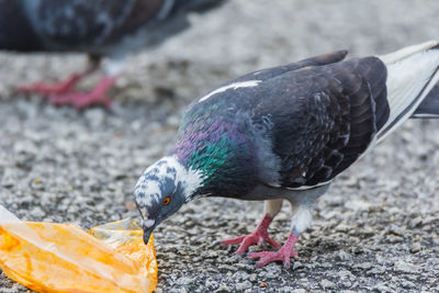 Close-up of pigeon eating