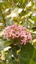 Close-up of pink flowers blooming on tree