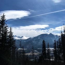 Pine trees on snowcapped mountains against sky