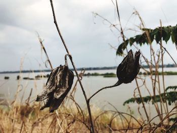 Bird perching on a plant