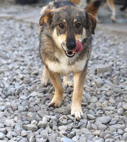 Portrait of dog standing on pebbles