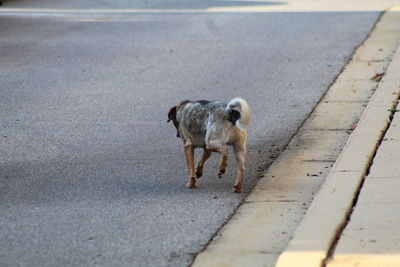 Dog standing on road in city