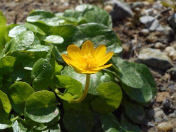 Close-up of yellow flowers blooming outdoors