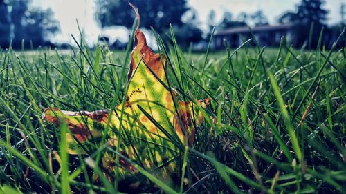 Close-up of grass growing on grassy field