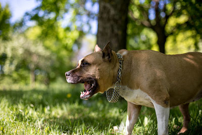 Dog looking away