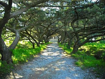 Narrow pathway along trees