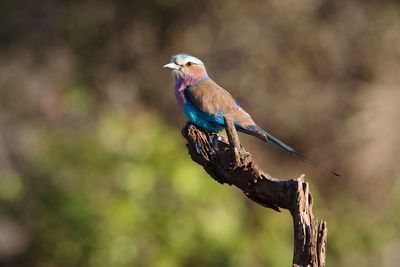 Close-up of bird perching on tree 