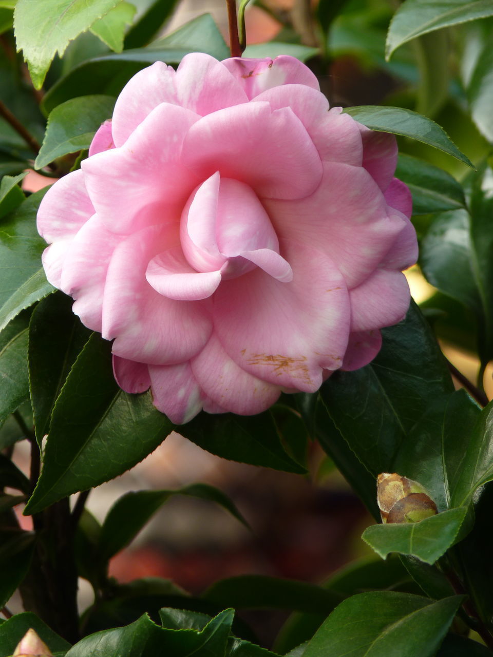 CLOSE-UP OF PINK ROSES