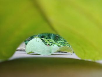 Close-up of insect on leaf