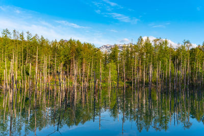 Scenic view of lake in forest against sky
