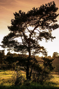 Close-up of silhouette tree against sky at sunset