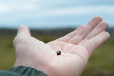 Close-up of hand holding leaf against sky
