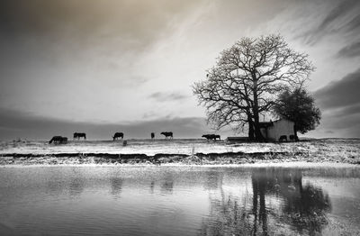 Bare tree by lake against sky