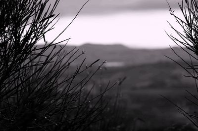 Bare trees against sky