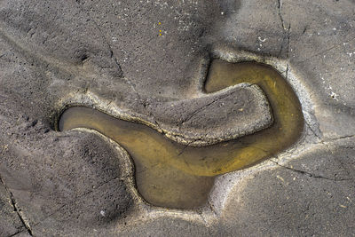 High angle view of a horse