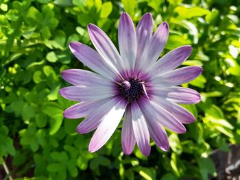 Close-up of purple flower