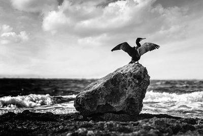View of cormoran on rock