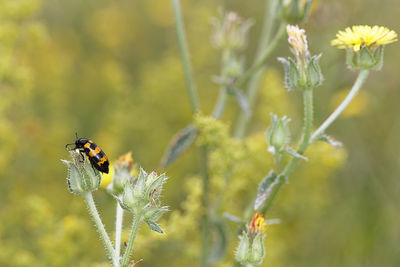 Close-up of insect on flower