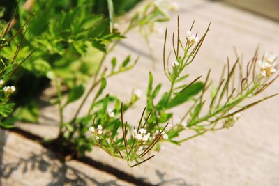 Close-up of white flowering plant