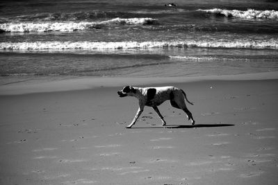 View of a dog on beach