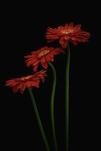 Close-up of red flower against black background