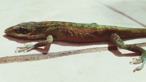 Close-up of lizard on wood