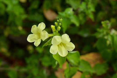 Close-up of fresh white flowering plant