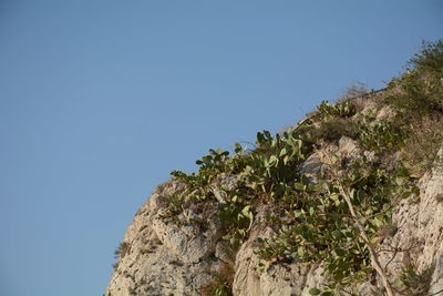 Low angle view of tree against clear sky