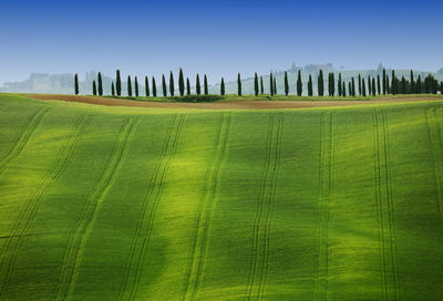 Scenic view of grassy field against clear sky