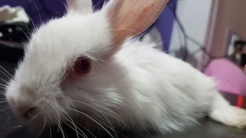 Close-up of white cat at home