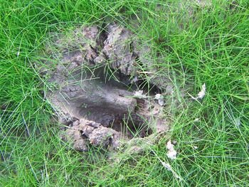 High angle view of lizard on field