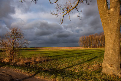 Scenic view of field against sky