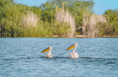 Pelicans swimming in lake