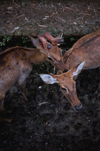 High angle view of deers standing outdoors