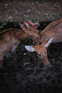 Deer in a field