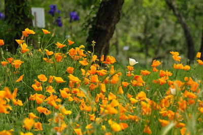 Close-up of yellow flowering plants on field