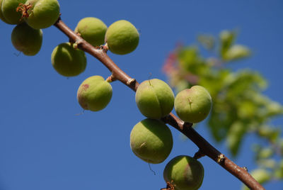 Low angle view of fruits on tree against blue sky