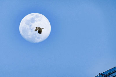 Low angle view of bird flying against blue sky