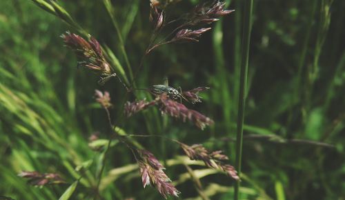 Close-up of plant against blurred background