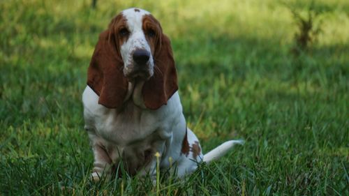 Portrait of dog sitting on field