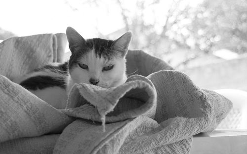 Portrait of cat relaxing on fabric at home