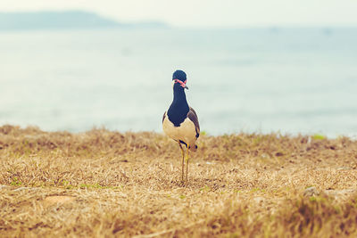 Man standing in a field